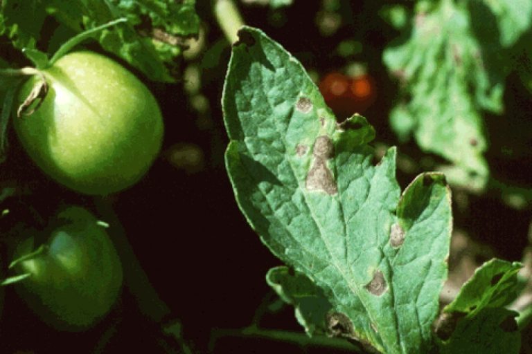 Как се разпознават кафявите листни петна по доматите?