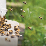 Bees
