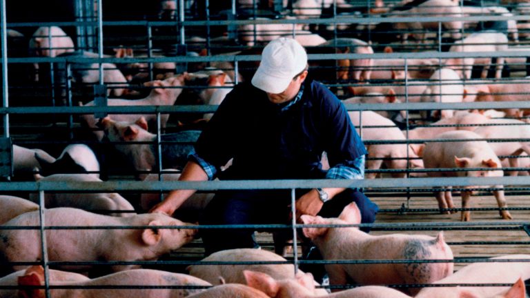 България се присъединява към ЕОБХ в общоевропейската кампания за борба с африканската чума по свинете (#StopASF)