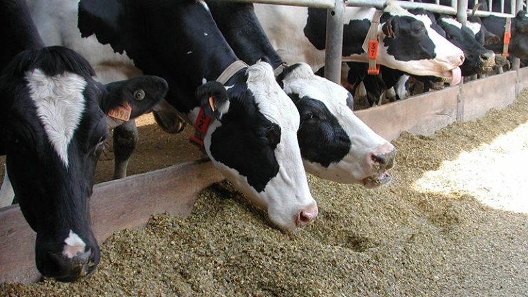 Млекодайните крави в преходния период – проблем или възможност?