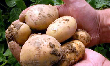 Гъсеница, която поврежда клубените на картофа