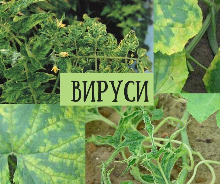 Вирусите при растенията – тяхната идентификация и контрол