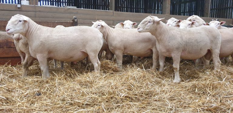 Изложение на породата овце „Ил дьо франс“ ще се проведе край Сливен, предвиден е и аукцион на млади мъжки разплодници