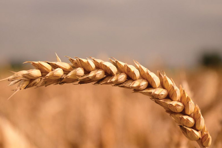 Гени в пшеницата я правят устойчива на насекоми