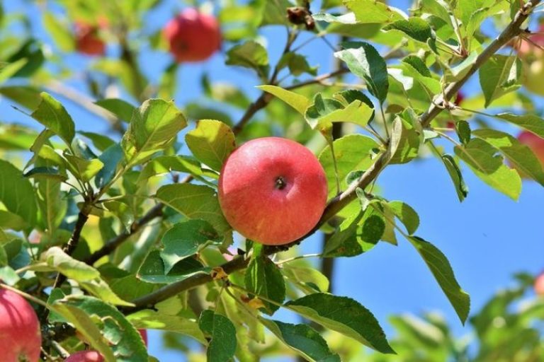 Лятно подхранване на ябълкови дървета