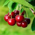 cherries-pixabay-1