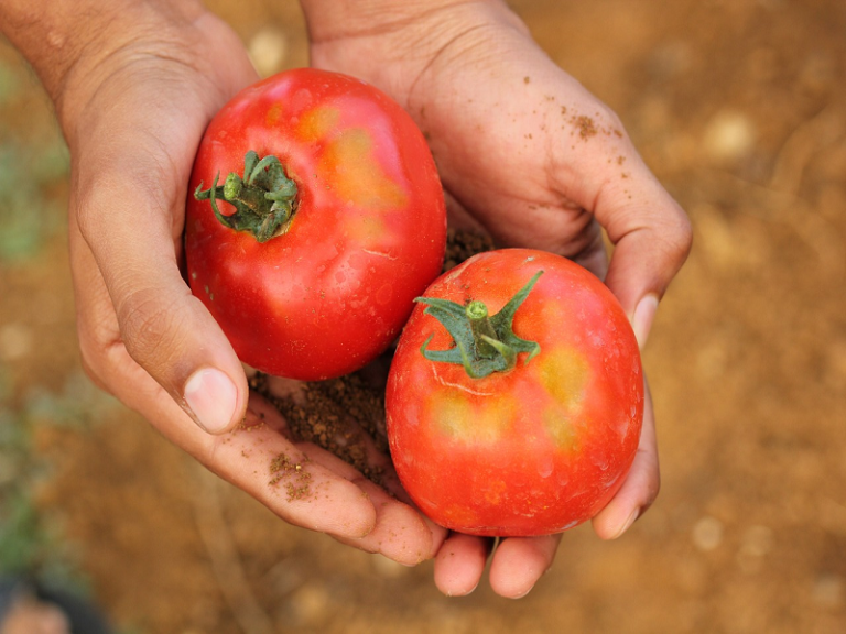 ДФЗ започна прием по схемата за борба с доматен миниращ молец