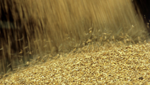 Цените на зърнените храни коригираха рязко надолу