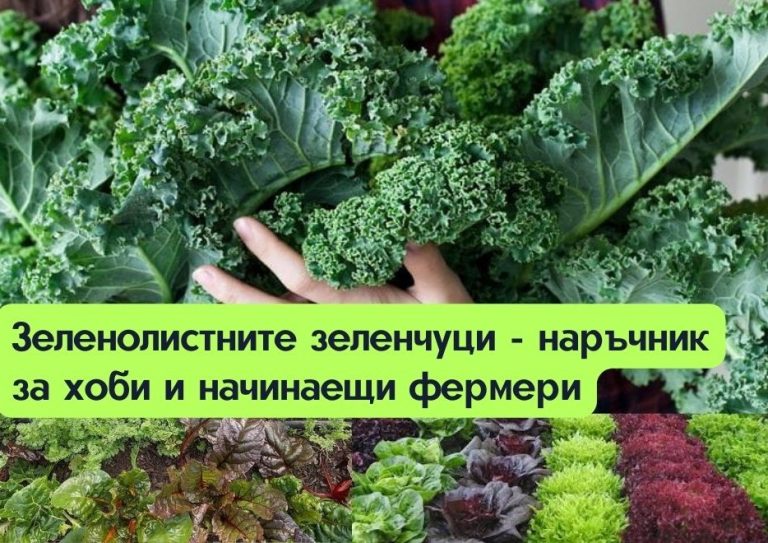 Зеленолистните зеленчуци – наръчник за хоби и начинаещи фермери