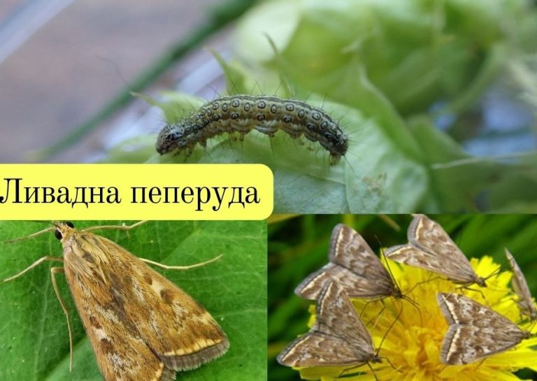 Ливадна пеперуда – вредител от края на юни до септемри