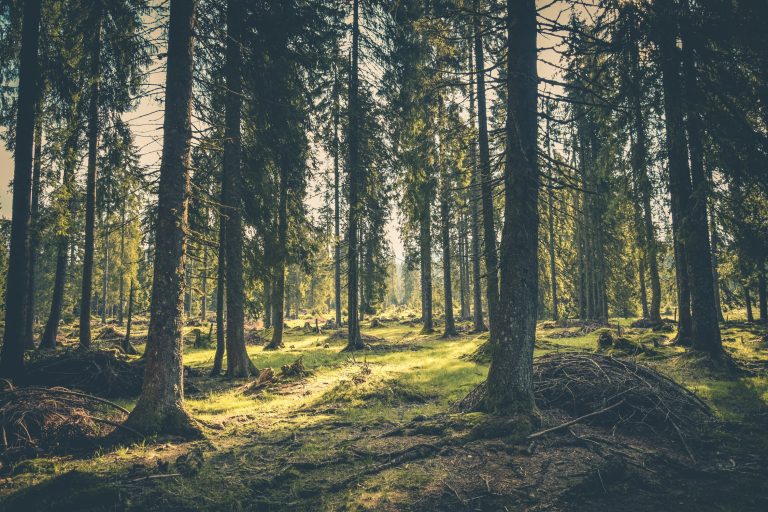 Утвърдени са нови правила за изкупуване на частни гори от държавните горски предприятия