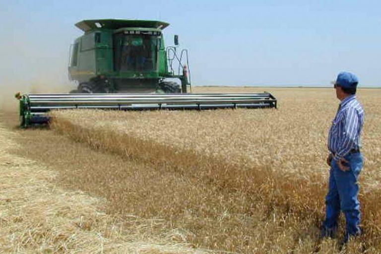 Пшеницата в Монтанско е ожъната на 80%, средният добив е 530 килограма от декар