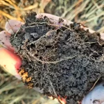 29554Soilaftercovercropgrazing-198ed10b0f414221be9e7b91ec9e90e4