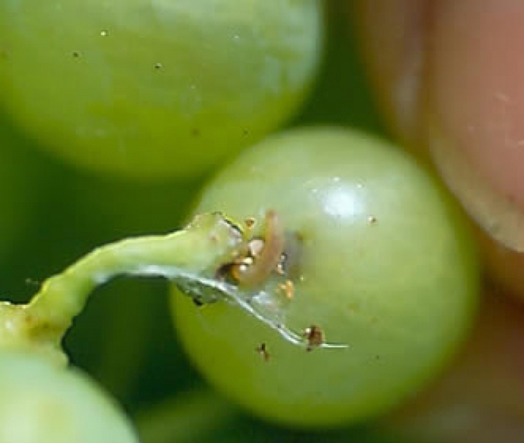 Излюпва се второто поколение на гроздовите молци