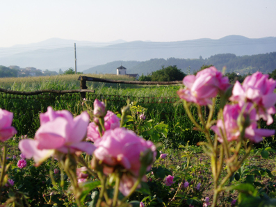 Съветът на ЕС прие позицията на България в защита на производителите на етеричномаслени култури