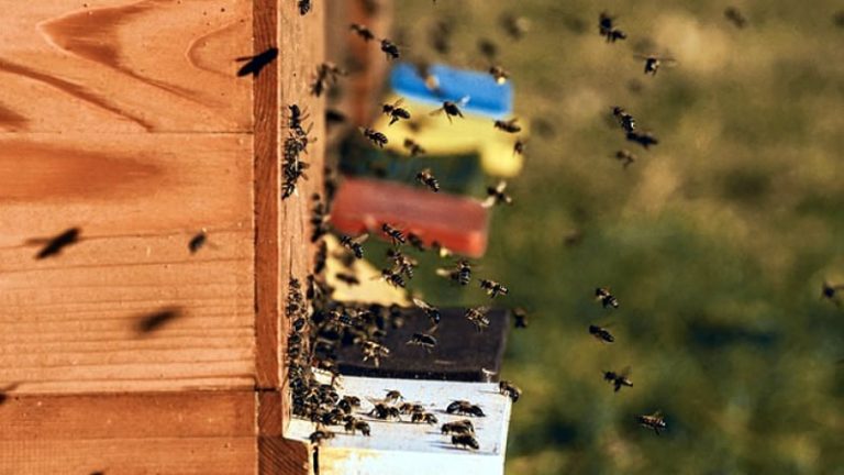 Пчеларите могат да подават и приключват заявленията си за подпомагане до сряда