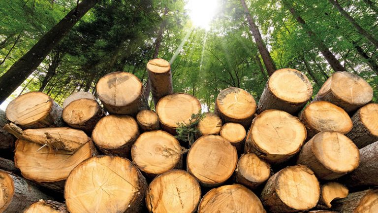 Одобрени са 18 проекта за инвестиции в технологии за лесовъдство по подмярка 8.6 от ПРСР 2014-2020