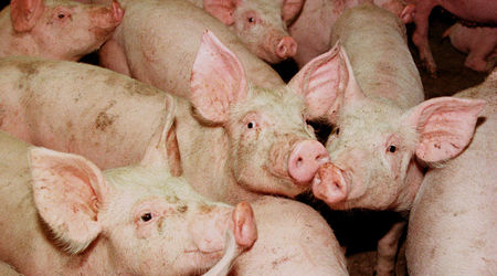 Заради африканска чума по свинете са умъртвени 22 животни в монтанските села Горни Цибър и Долни Цибър