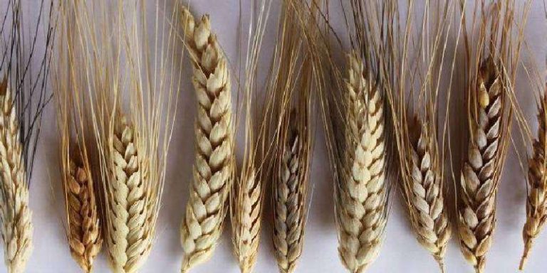 Задава ли се нов сорт пшеница устойчив на топлина и суша?