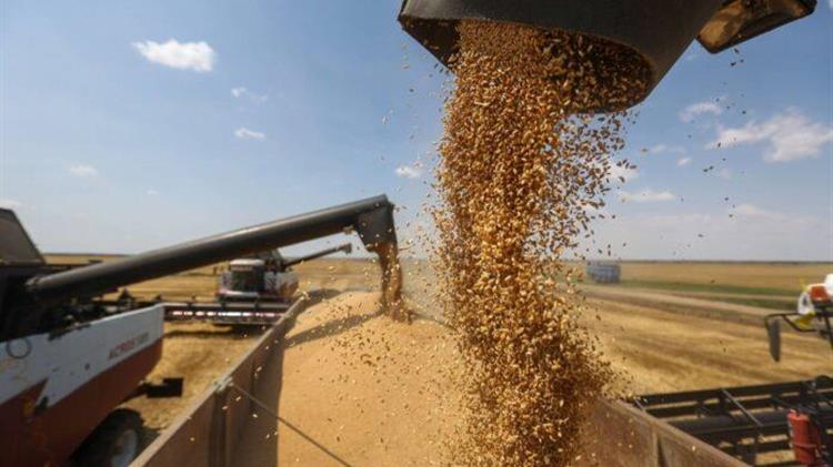 Очаквано ниски добиви от зърнени култури отчитат в Пазарджишко