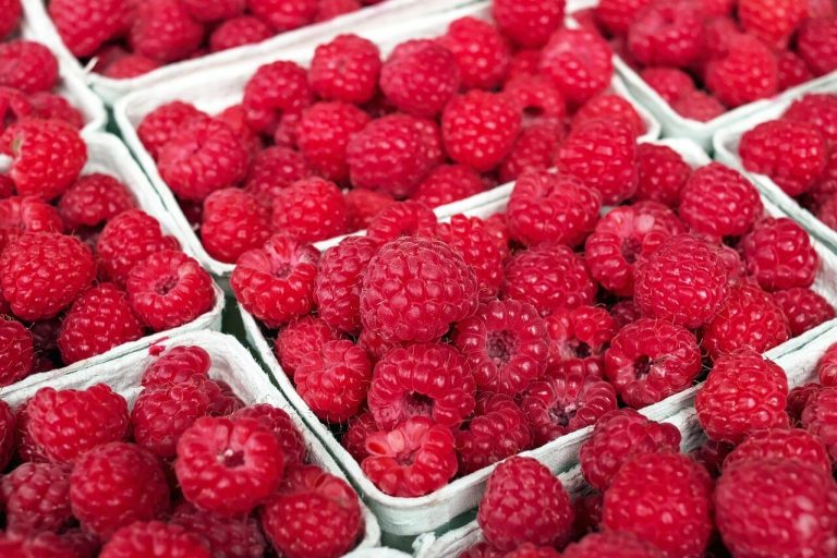 Биологично отглеждани ягоди и малини от Берковския край