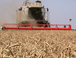 Почти е приключила жътвата на пшеница в област Добрич