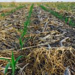 Vos-corn-emerging-feature