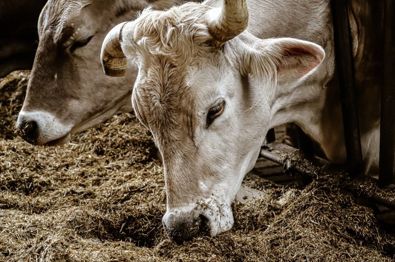 Белтъчна диета за крави ще прави млякото още по-полезно