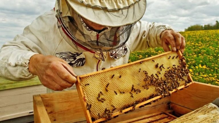 До 31 август кандидатите по интервенциите в сектора на пчеларството могат да извършват разходите си