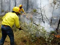 Трети ден горски служители се включват в овладяването на пожара в района на Чепеларе