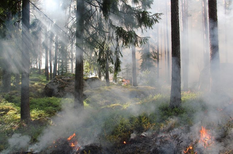 Горските власти следят горския пожар в Северна Гърция