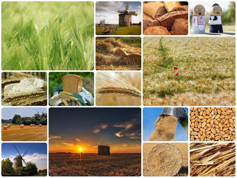 Търговията на ЕС със селскостопански храни се е възстановила през май 2023 г., отчита доклад