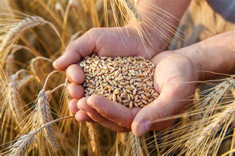 Изнесли сме 5 пъти повече пшеница и близо 16 пъти повече ечемик в сравнение с юли 2022-ра
