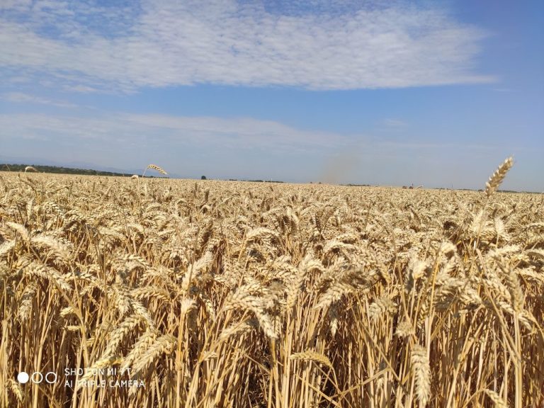 Проф. Иван Киряков: Изберете надежден сорт пшеница, ако искате силни добиви