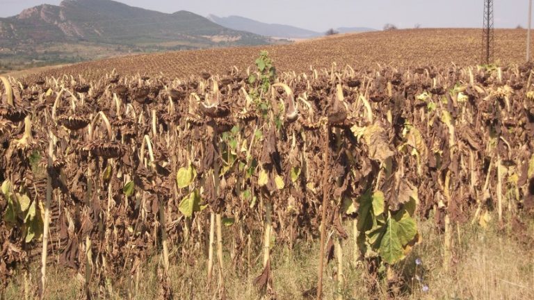 Днес в НАЗ извънреден УС за слънчогледа: Много зърнопроизводители са в криза преди да започнат да сеят