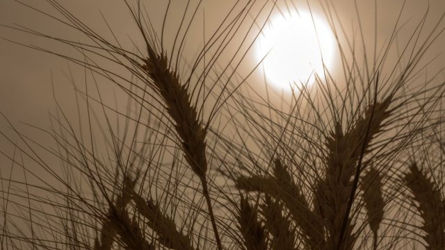 Темпът на спад в цените на пшеницата е най-високият за последните 14 години