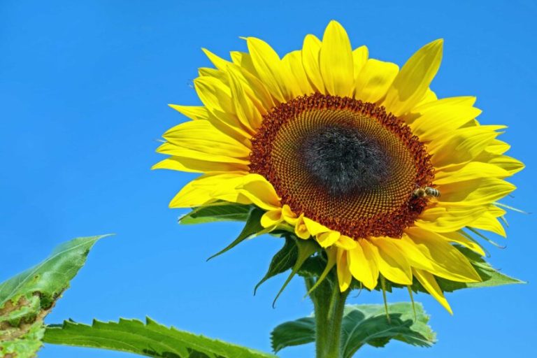 В помощ на кандидатите по мярката за финансова помощ на земеделски стопани, отглеждащи слънчоглед