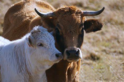 6017 животновъди получиха общо над 31 млн. лв. по ПНДЖ1