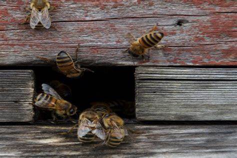 МЗХ публикува за обществено обсъждане изменение в нормативната уредба за прилагане на интервенциите от Стратегическия план в сектор „Пчеларство“