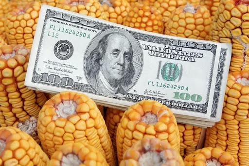 Цените на царевицата в Китай са под натиск заради увеличеното предлагане