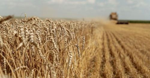 SovEcon: Прогнозата за реколтата от пшеница в Русия през 2024 г. е повишена поради хубавото време