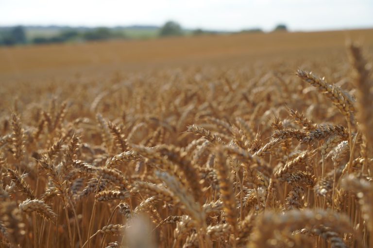 За втора поредна година Русия очаква рекорден износ на зърно