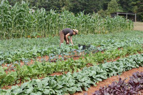 Зеленчукопроизводството е най-пострадалият икономически сектор в растениевъдството