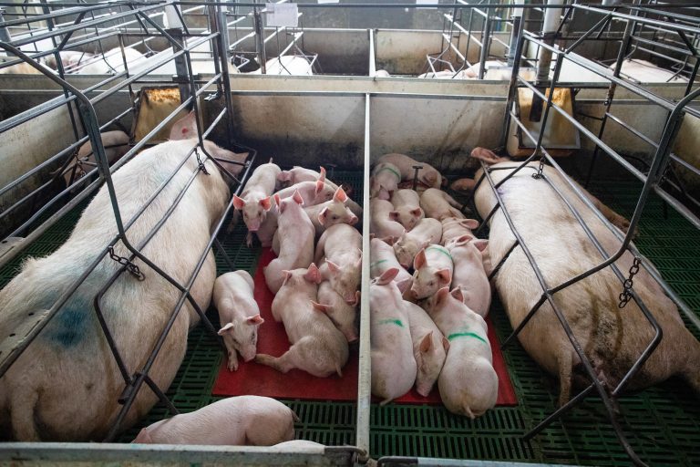 Украйна с амбициозен план да задоволява търсенето на свинско месо в България и Румъния