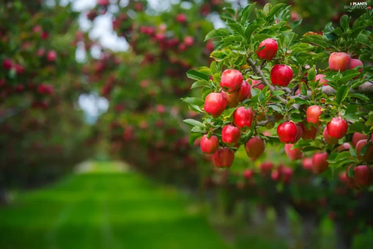 Въпреки ОСП производството на плодове в България трайно намалява
