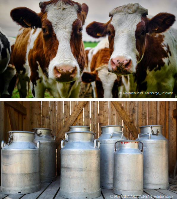 Несигурността в маржовете на млекопроизводителите остава и през 2024 г.