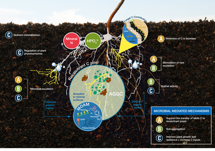 Микробни разтвори за улавяне на въглерод в почвата