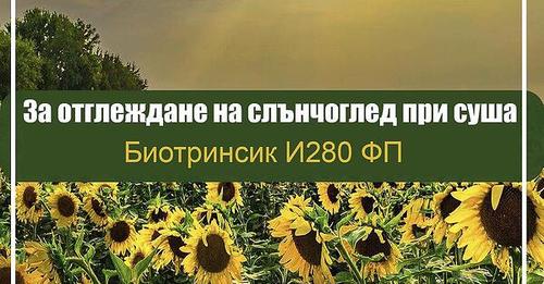 Най-иновативната технология за отглеждане на слънчоглед  в условия на суша вече е в България