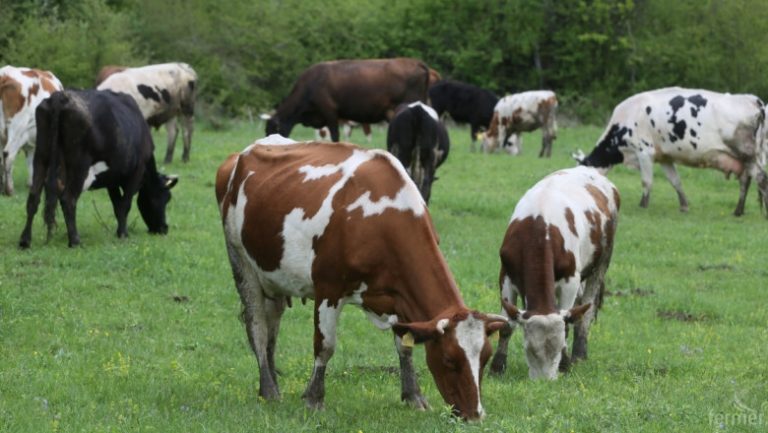 БАБХ и Държавен фонд „Земеделие“ започват проверки на ферми за едри преживни животни