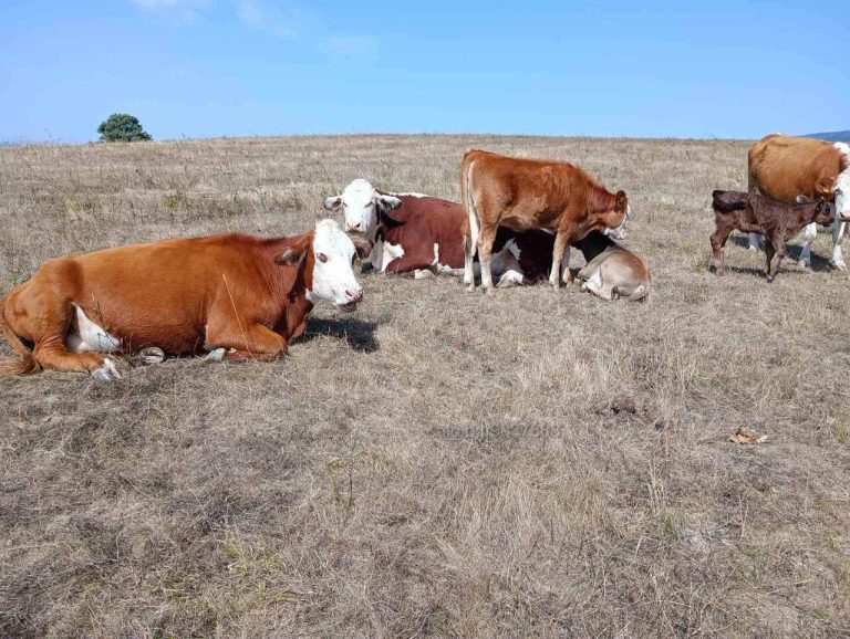 Интервенция: Обвързано с производството подпомагане за месодайни крави